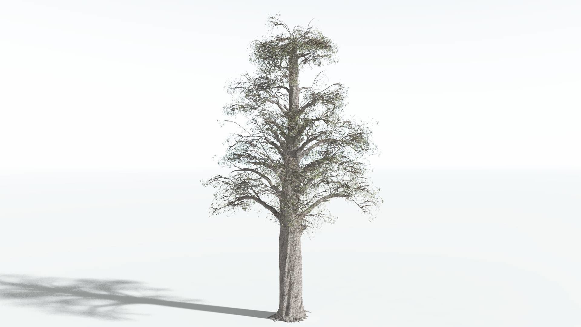 EVERYPlant Kauri 1 --12 Models-- 3D model_8