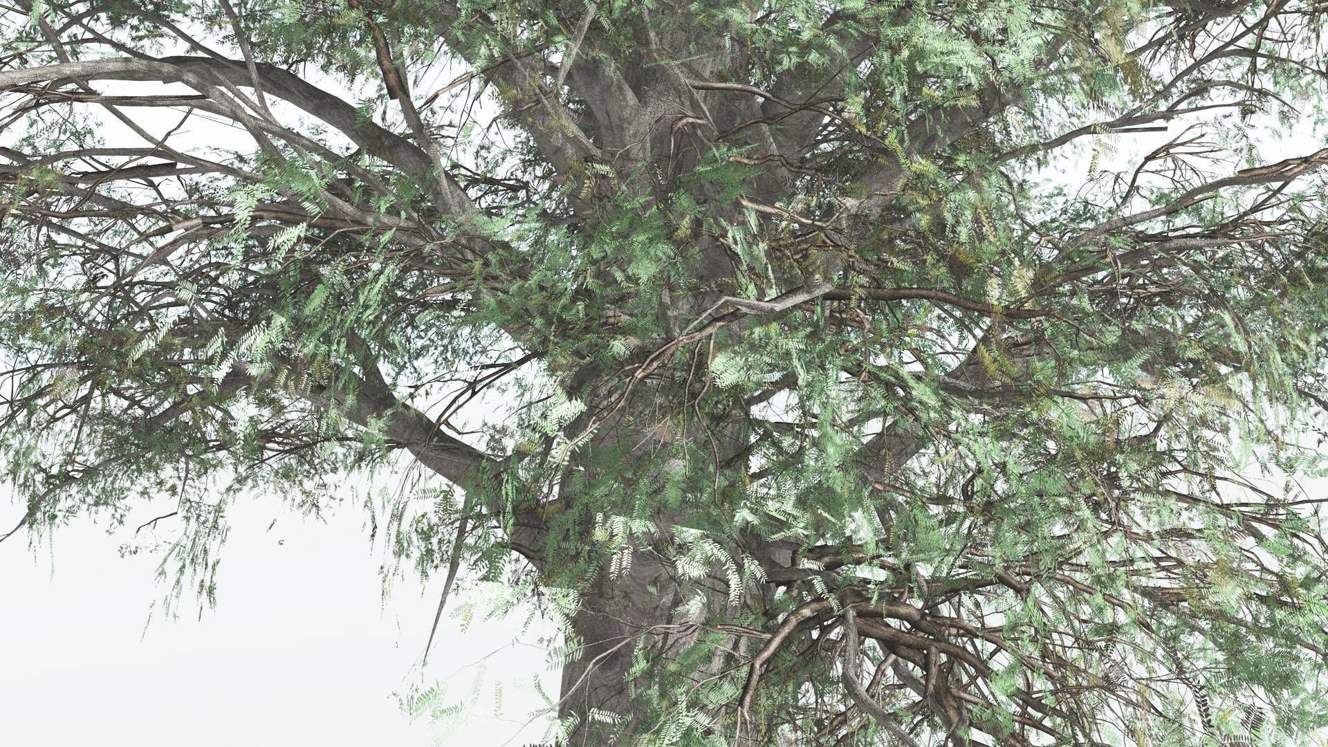 EVERYPlant Kauri 1 --12 Models-- 3D model_7