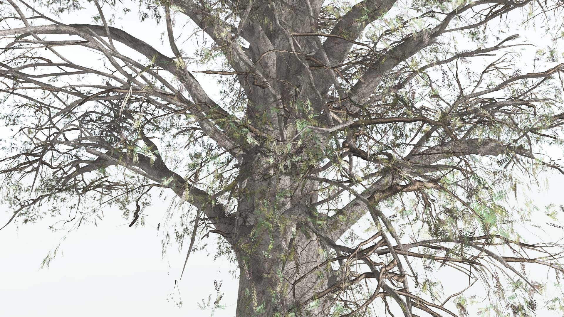 EVERYPlant Kauri 1 --12 Models-- 3D model_9