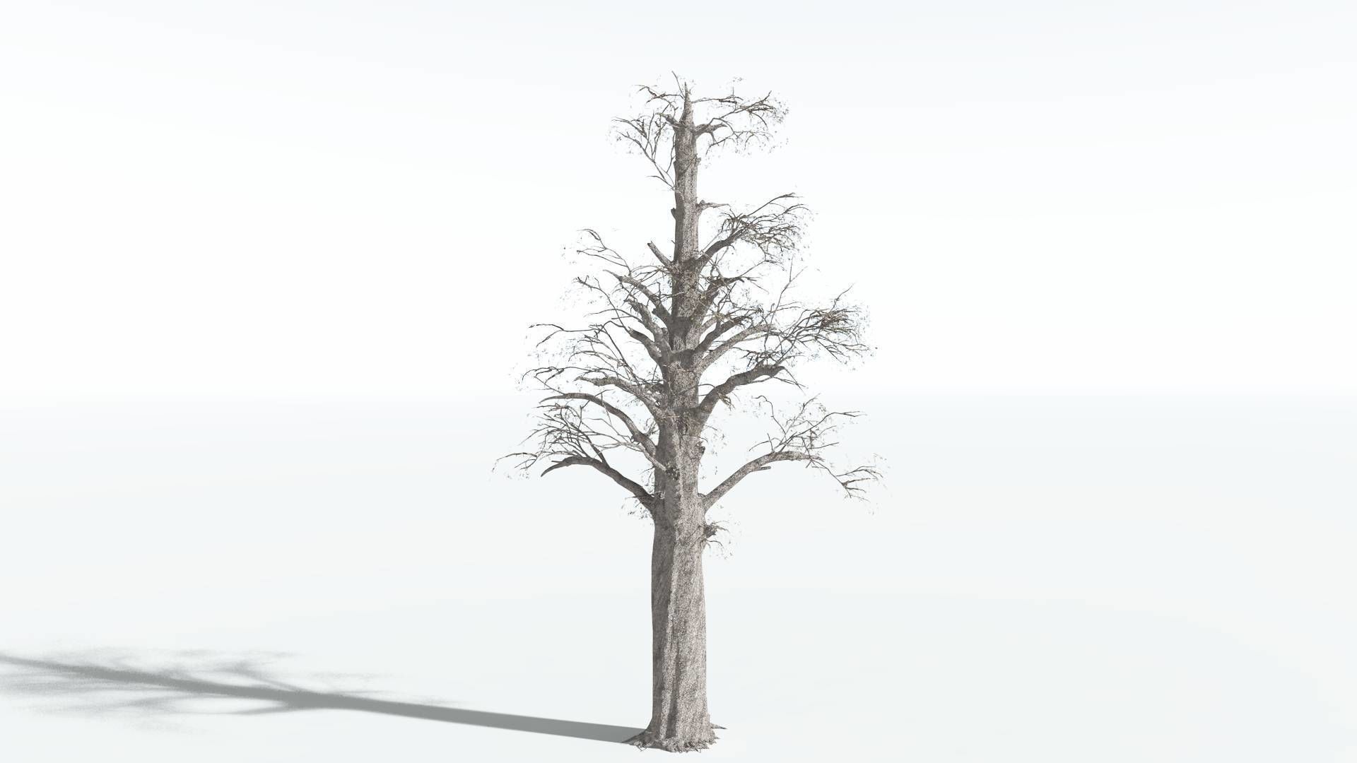 EVERYPlant Kauri 1 --12 Models-- 3D model_10