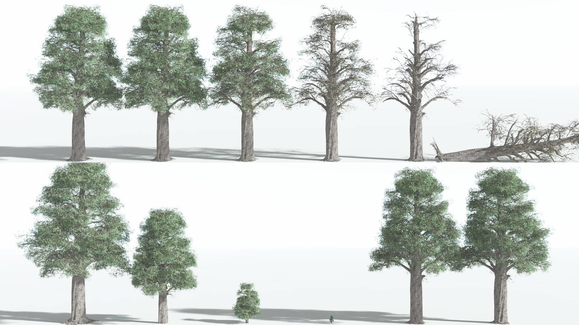 EVERYPlant Kauri 1 --12 Models-- 3D model_1