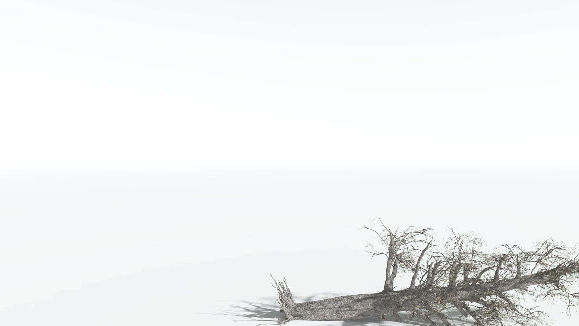 EVERYPlant Kauri 1 --12 Models-- 3D model_12