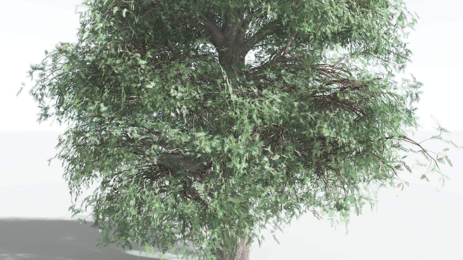 EVERYPlant Kauri 1 --12 Models-- 3D model_19