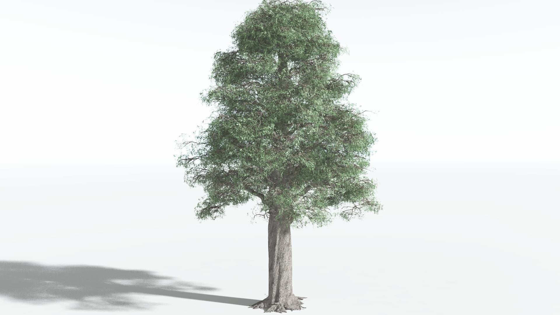 EVERYPlant Kauri 1 --12 Models-- 3D model_14