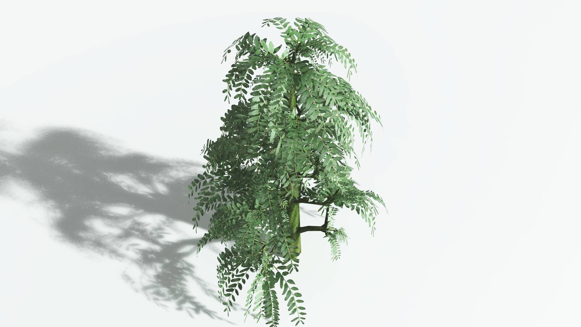 EVERYPlant Kauri 1 --12 Models-- 3D model_21