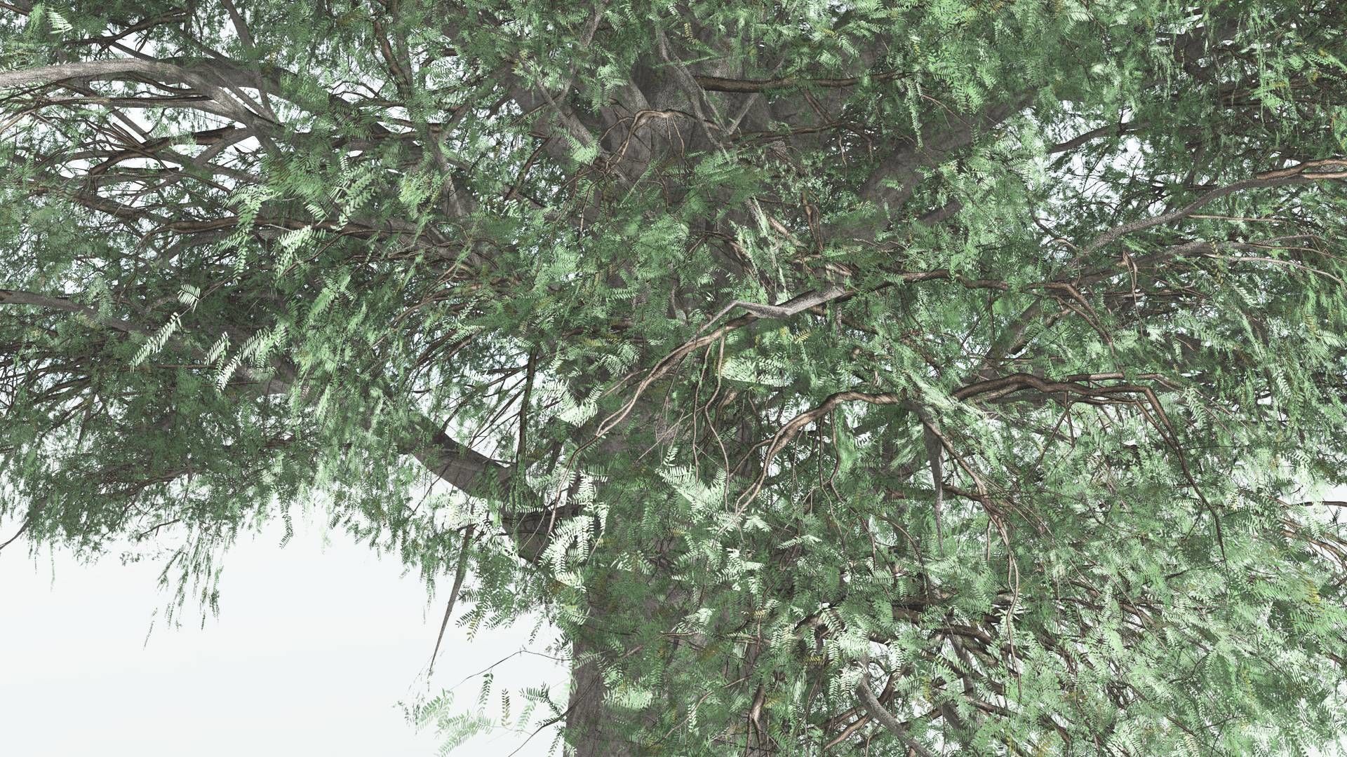 EVERYPlant Kauri 1 --12 Models-- 3D model_5