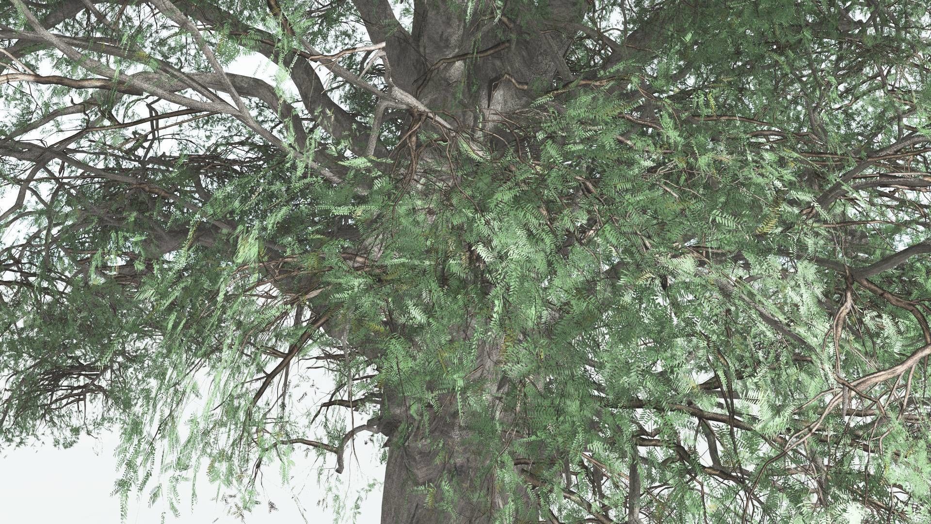 EVERYPlant Kauri 1 --12 Models-- 3D model_15