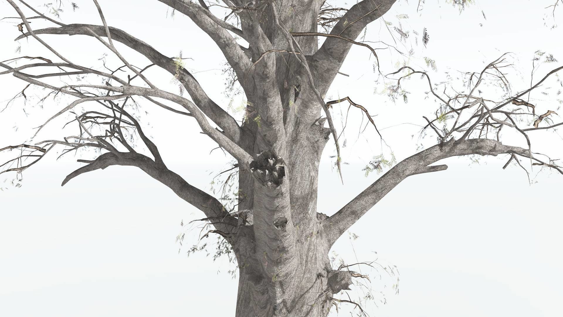 EVERYPlant Kauri 1 --12 Models-- 3D model_11