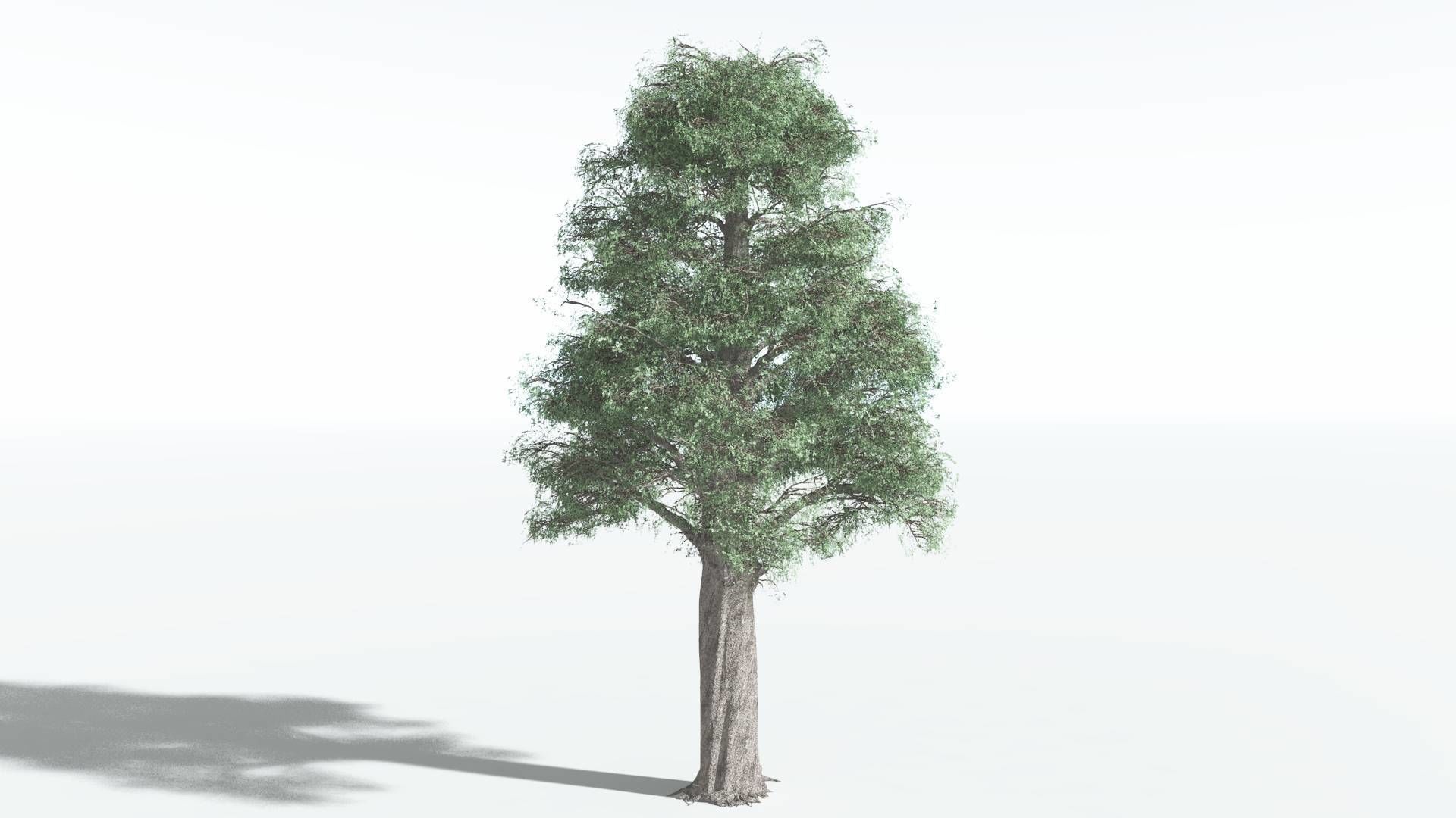 EVERYPlant Kauri 1 --12 Models-- 3D model_24