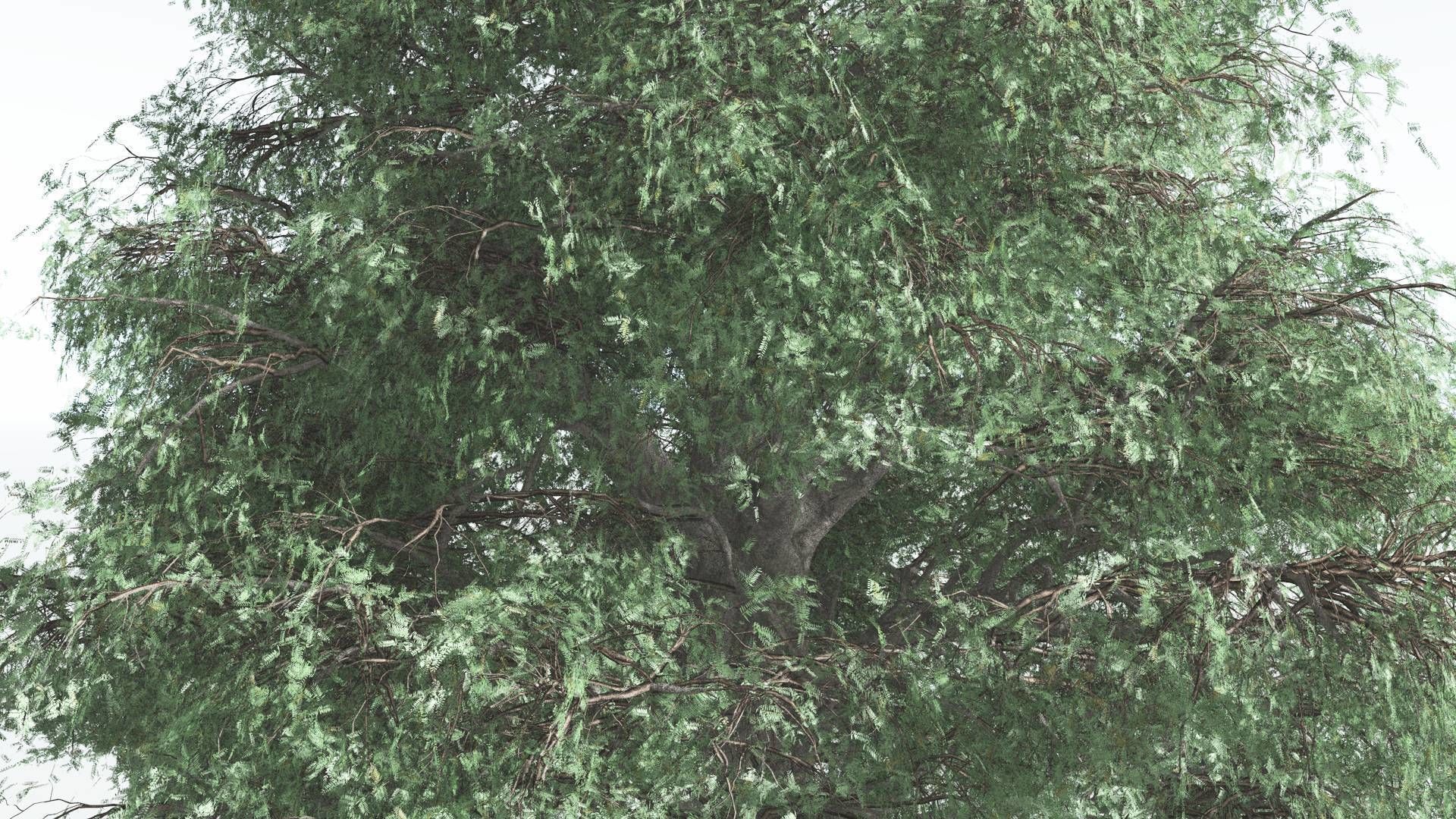 EVERYPlant Kauri 1 --12 Models-- 3D model_17