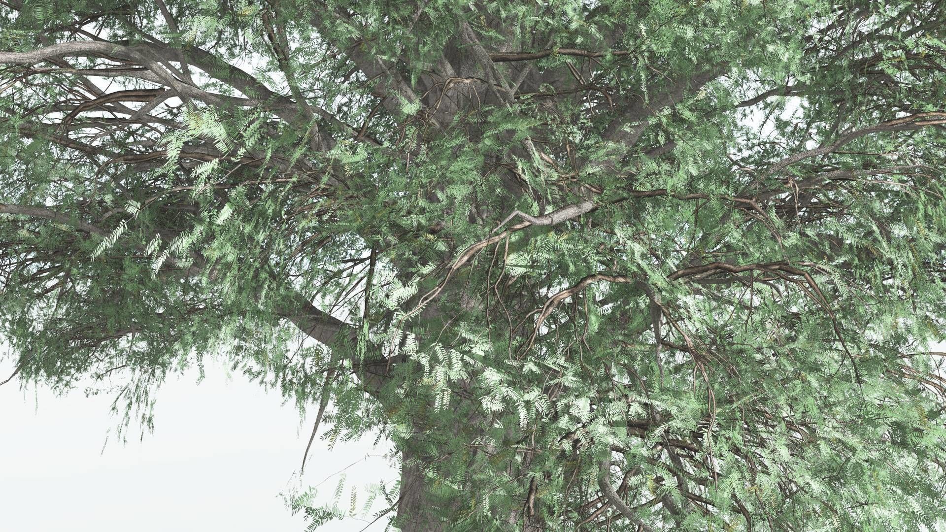 EVERYPlant Kauri 1 --12 Models-- 3D model_25