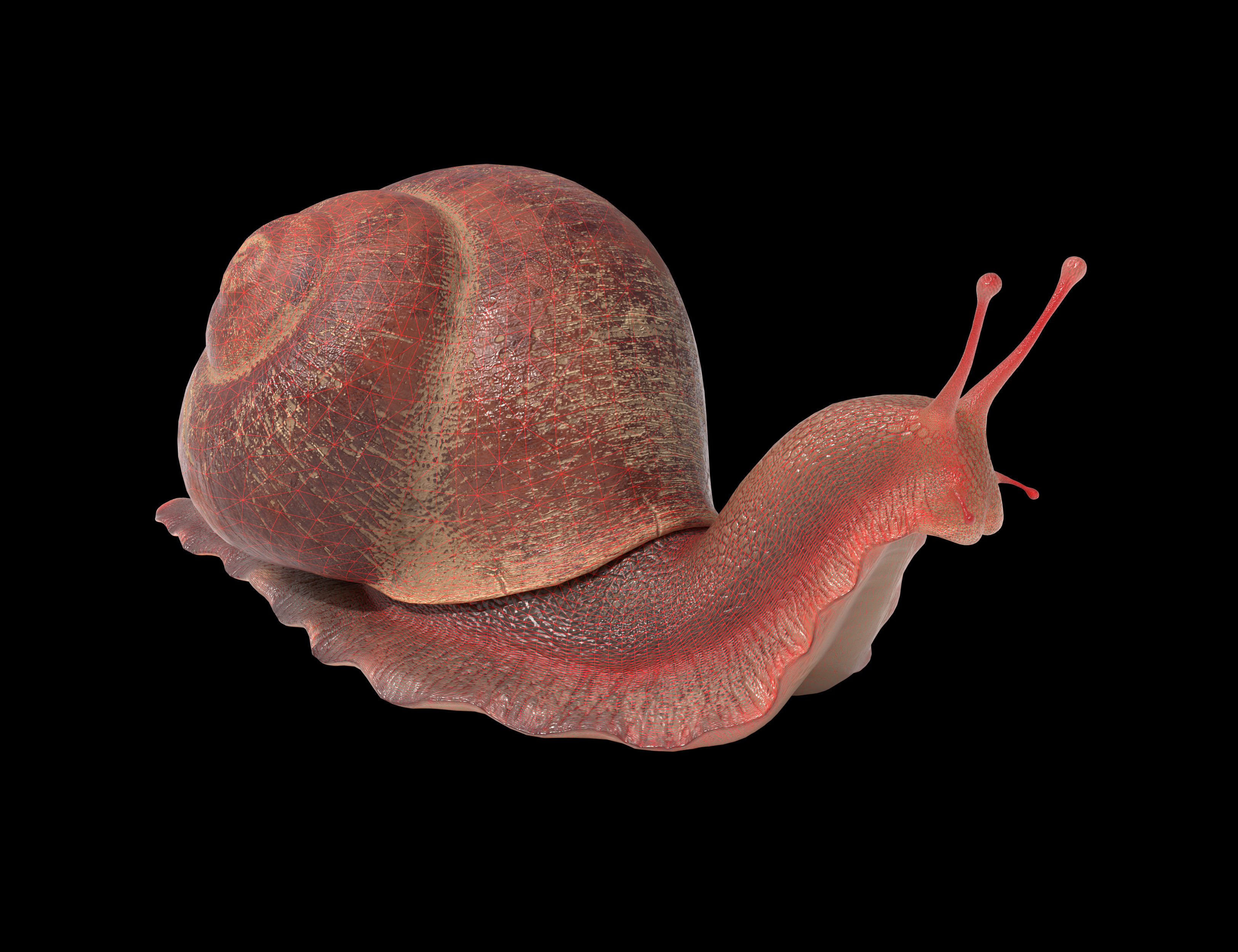 Garden snail Low-poly 3D model_12