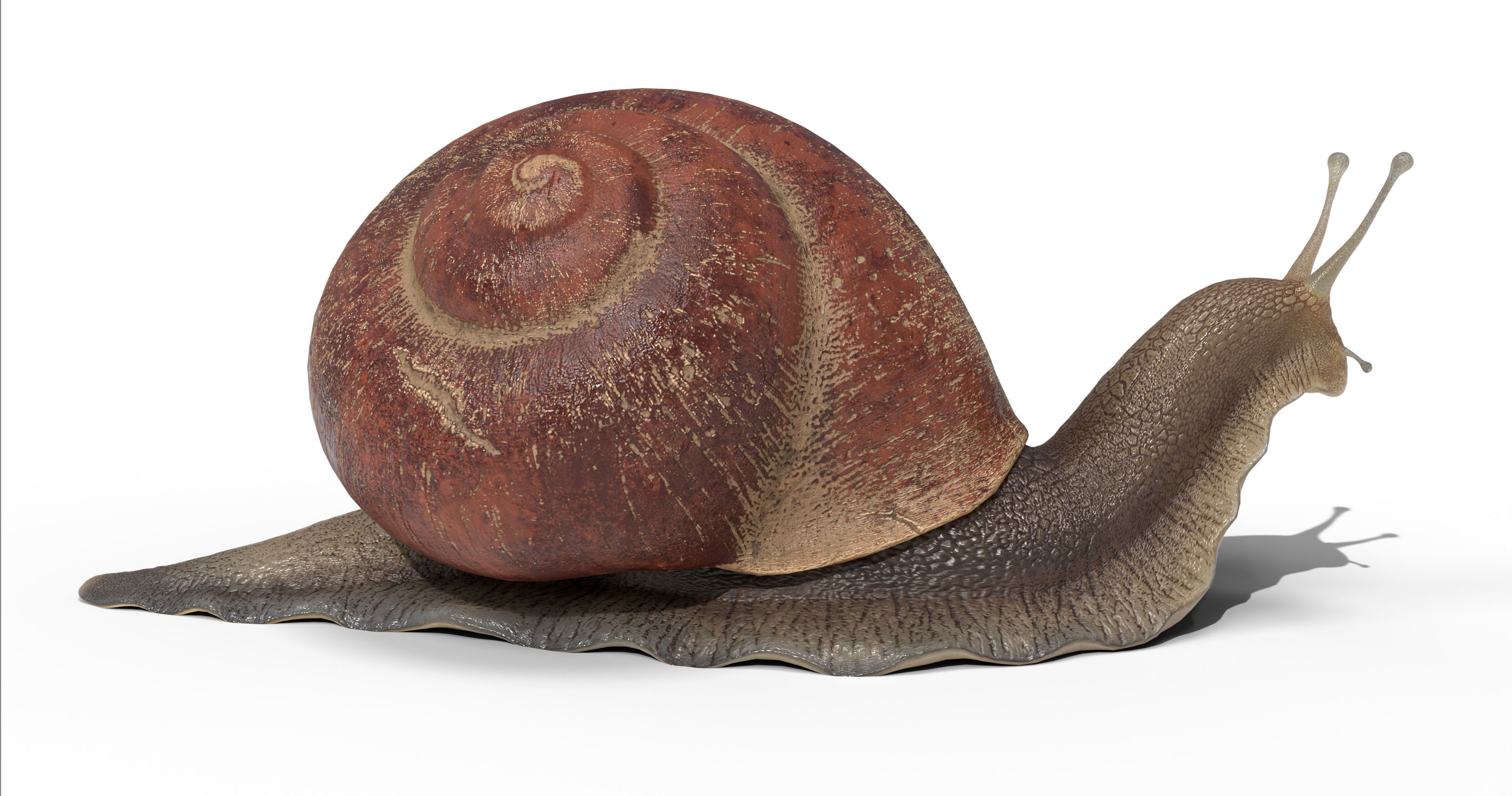 Garden snail Low-poly 3D model_6