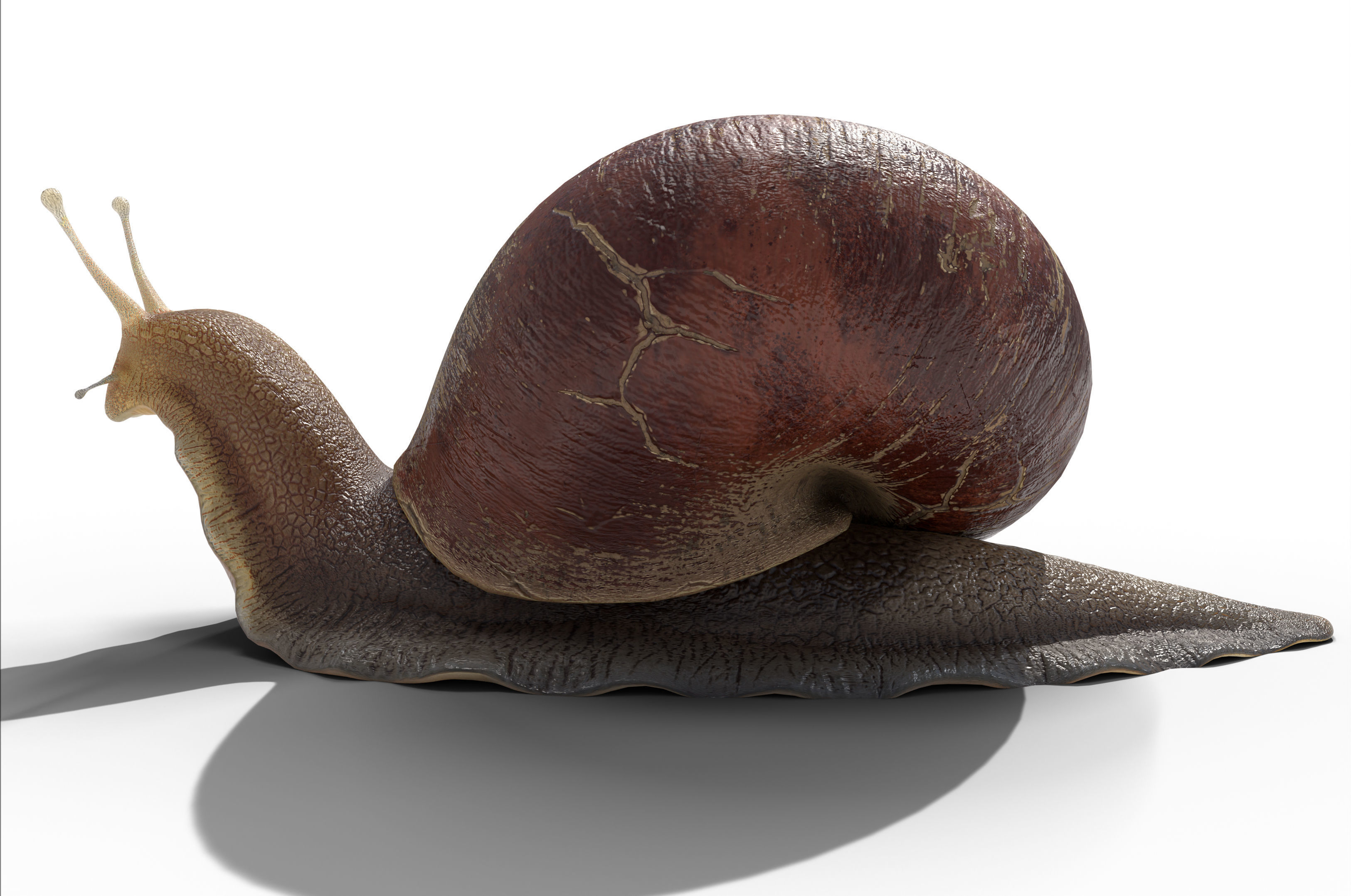 Garden snail Low-poly 3D model_3