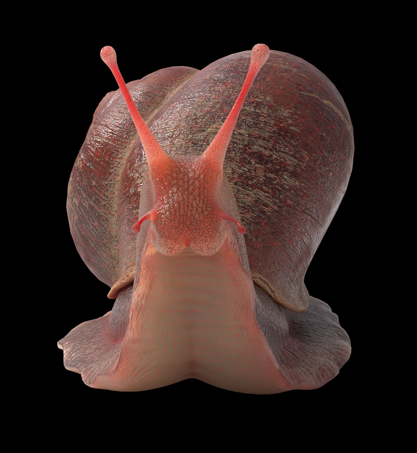 Garden snail Low-poly 3D model_7