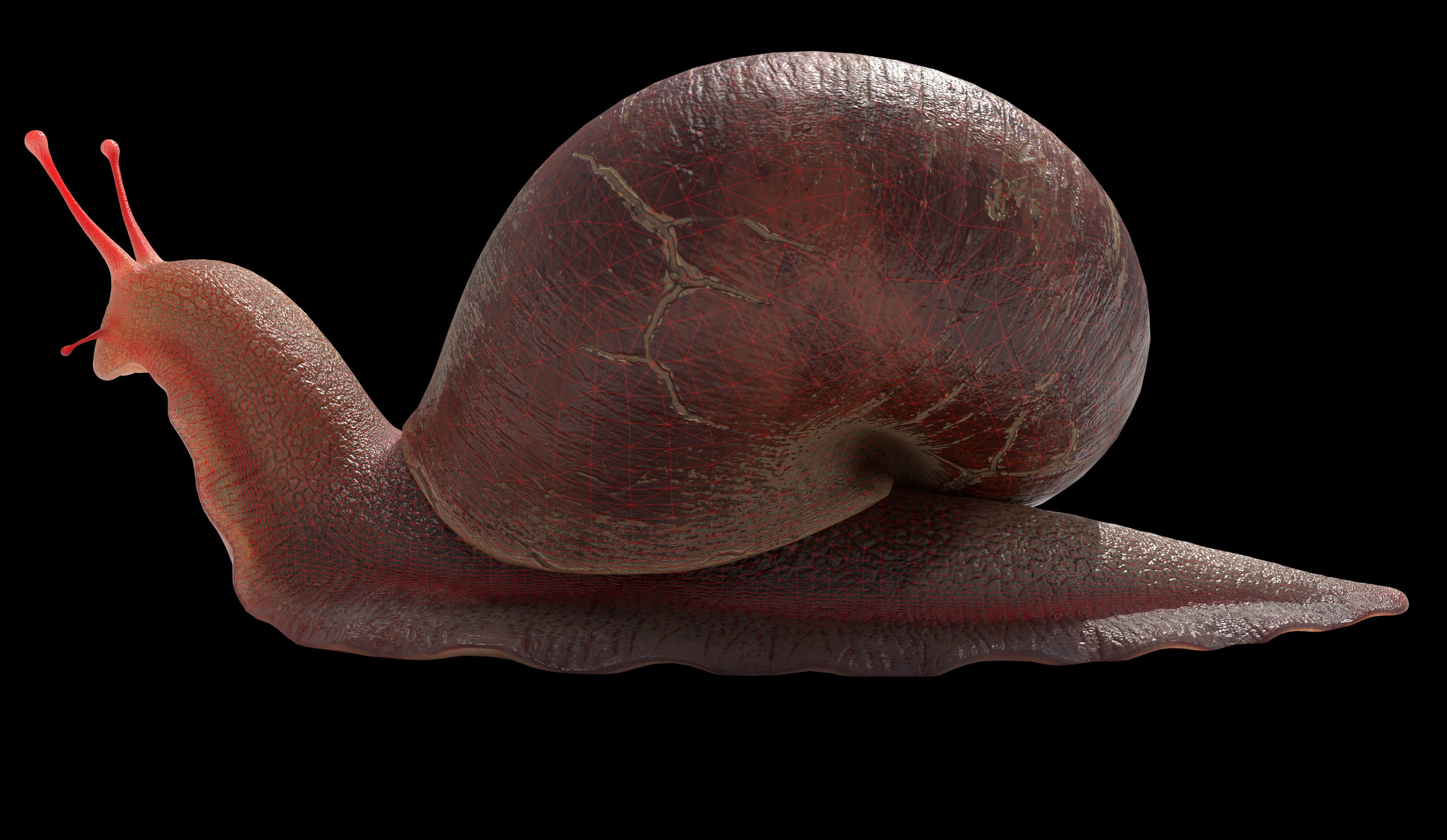 Garden snail Low-poly 3D model_8