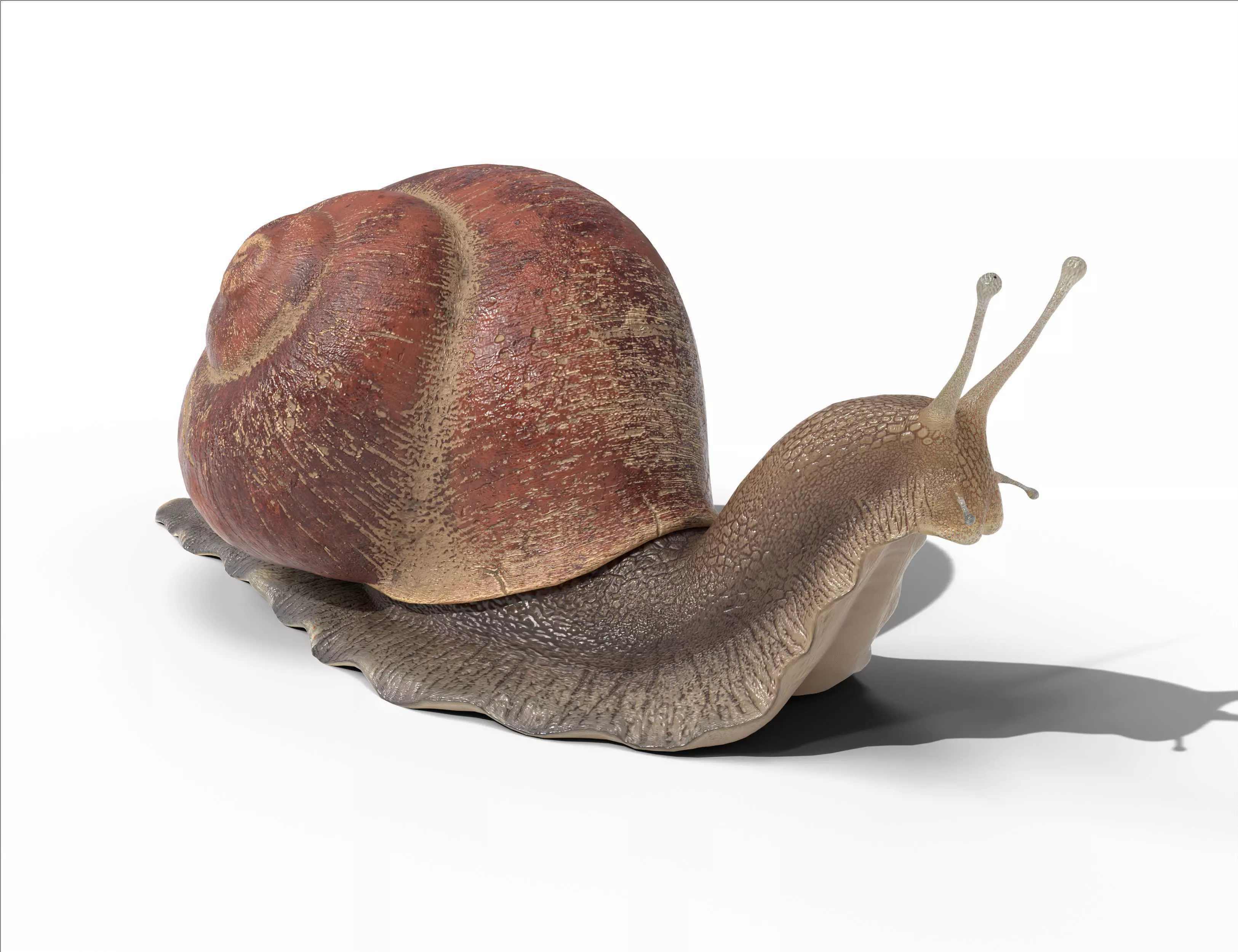 Garden snail Low-poly 3D model_0