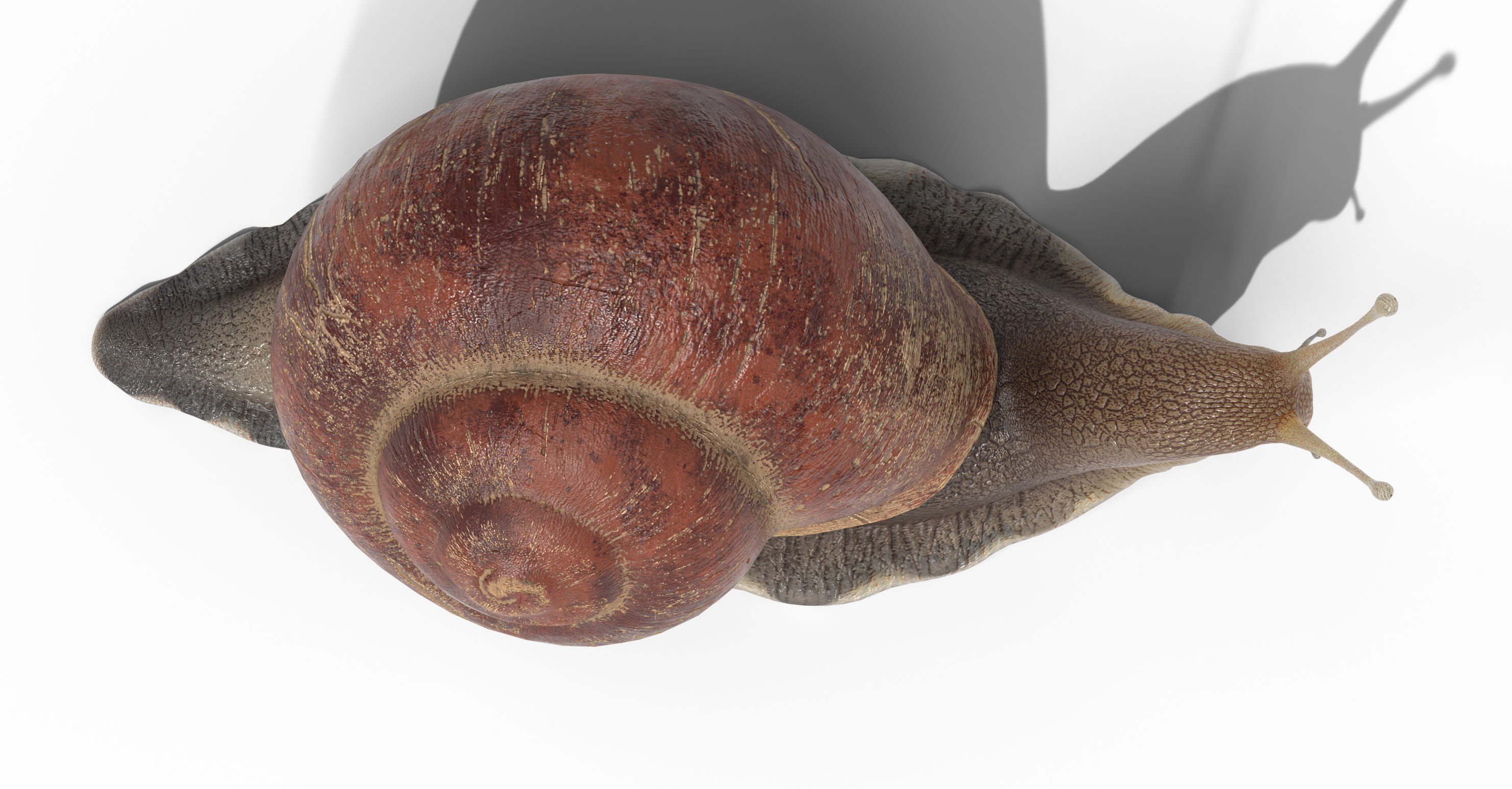 Garden snail Low-poly 3D model_5