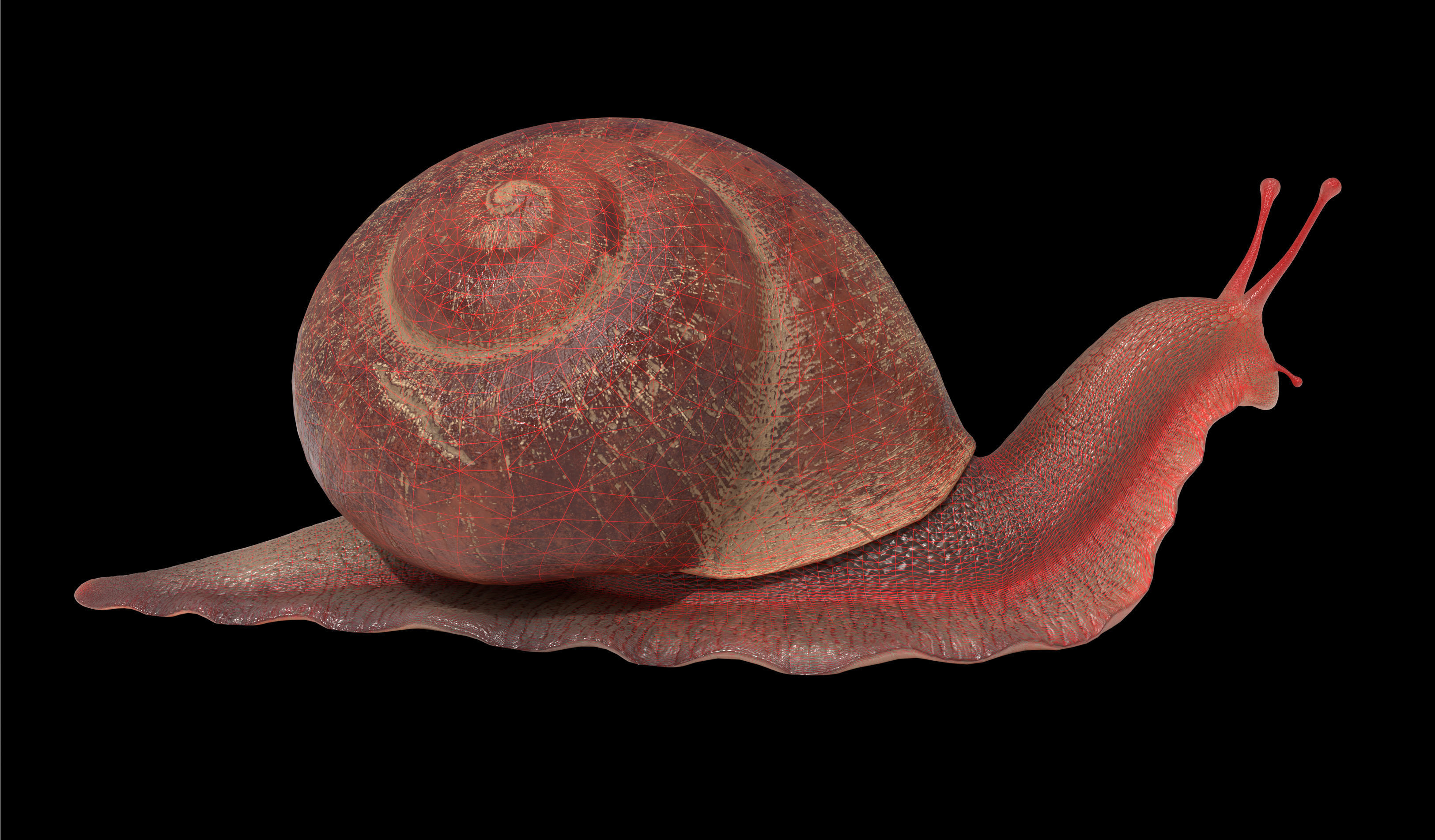 Garden snail Low-poly 3D model_11