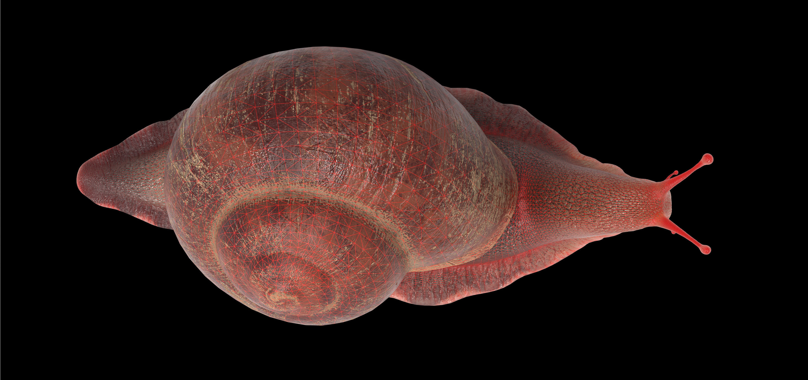 Garden snail Low-poly 3D model_10