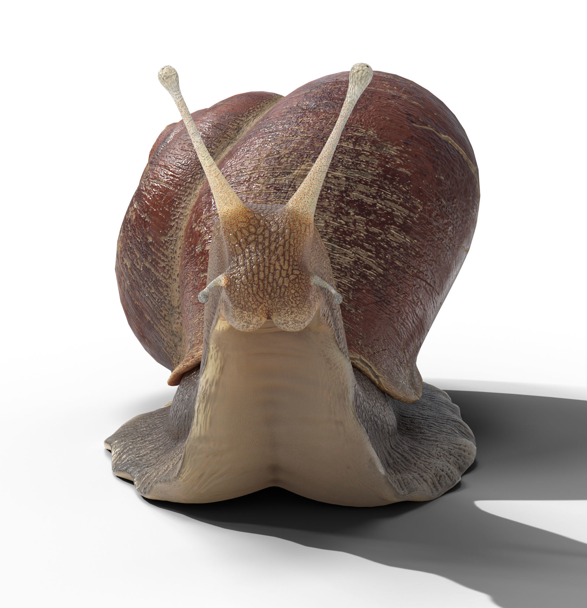 Garden snail Low-poly 3D model_2