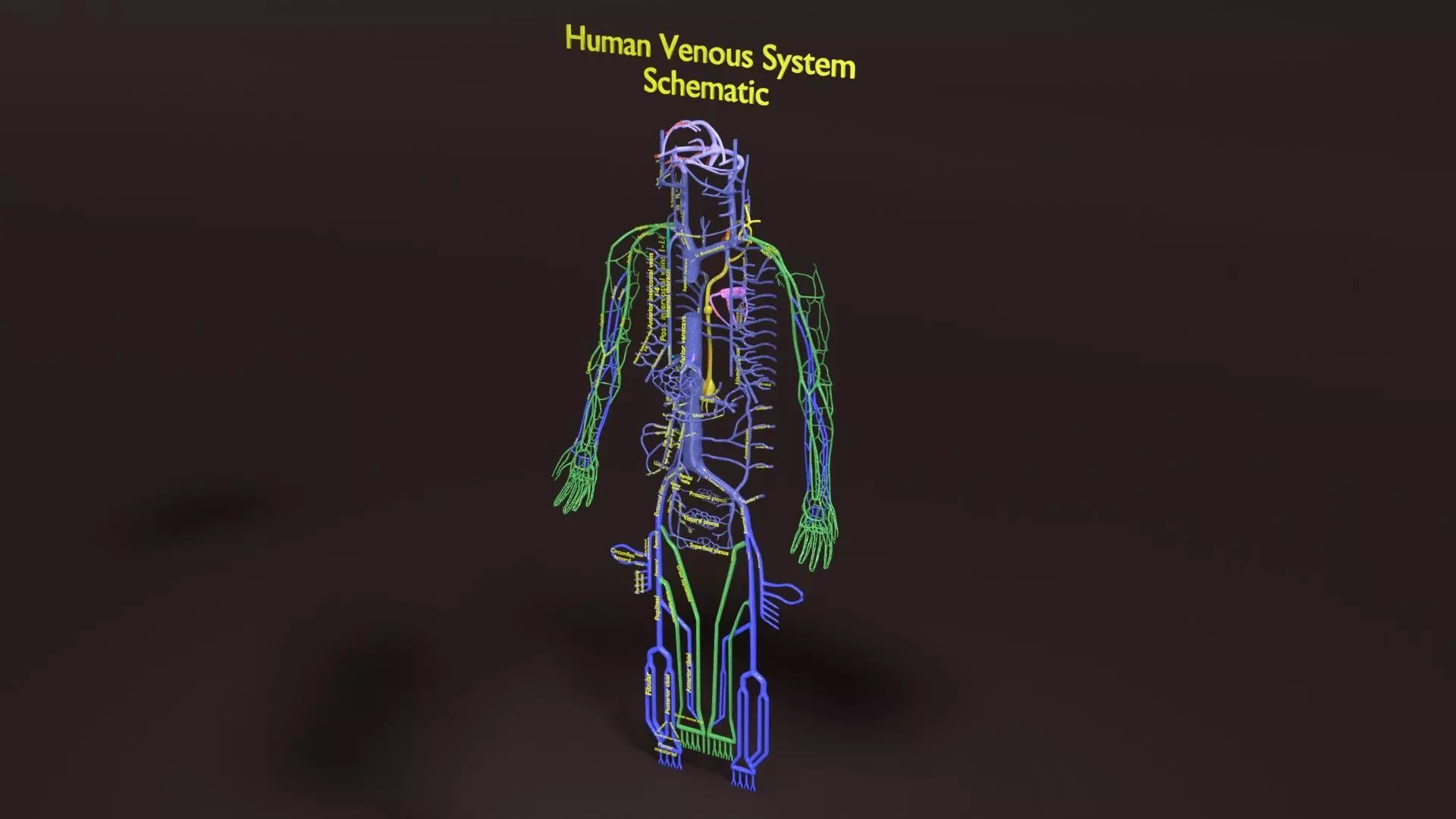 Human venous system schematic 3D 3D model