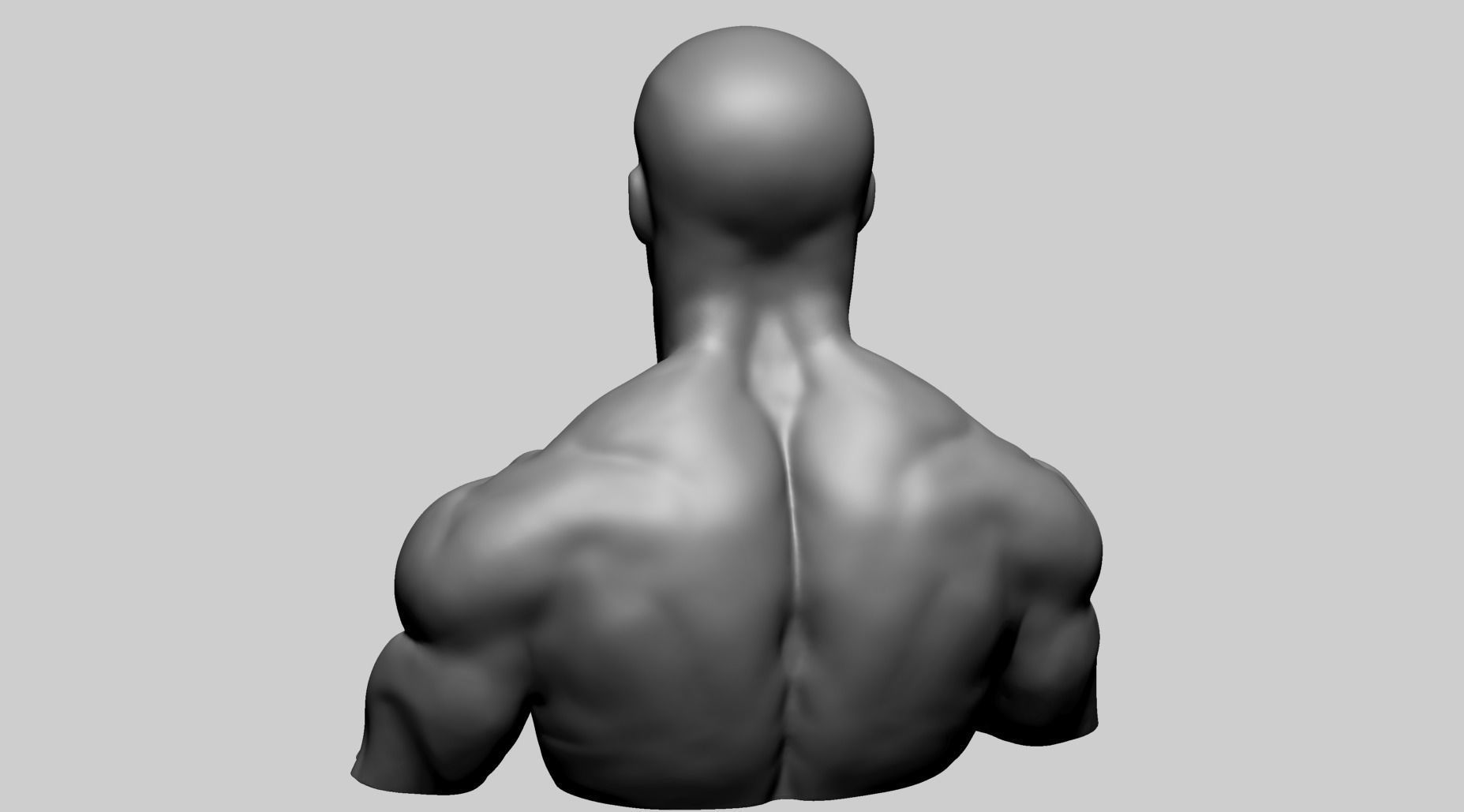 Chest Shoulder A 3D model_3