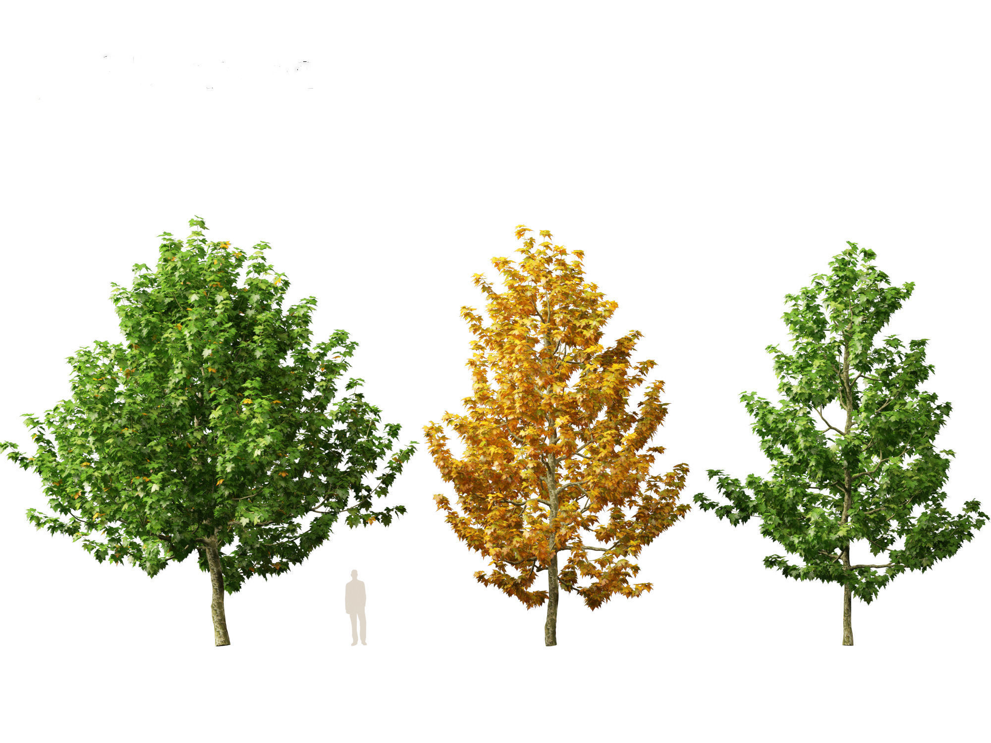 Platanus occidentalis - American sycamore  3D model_4