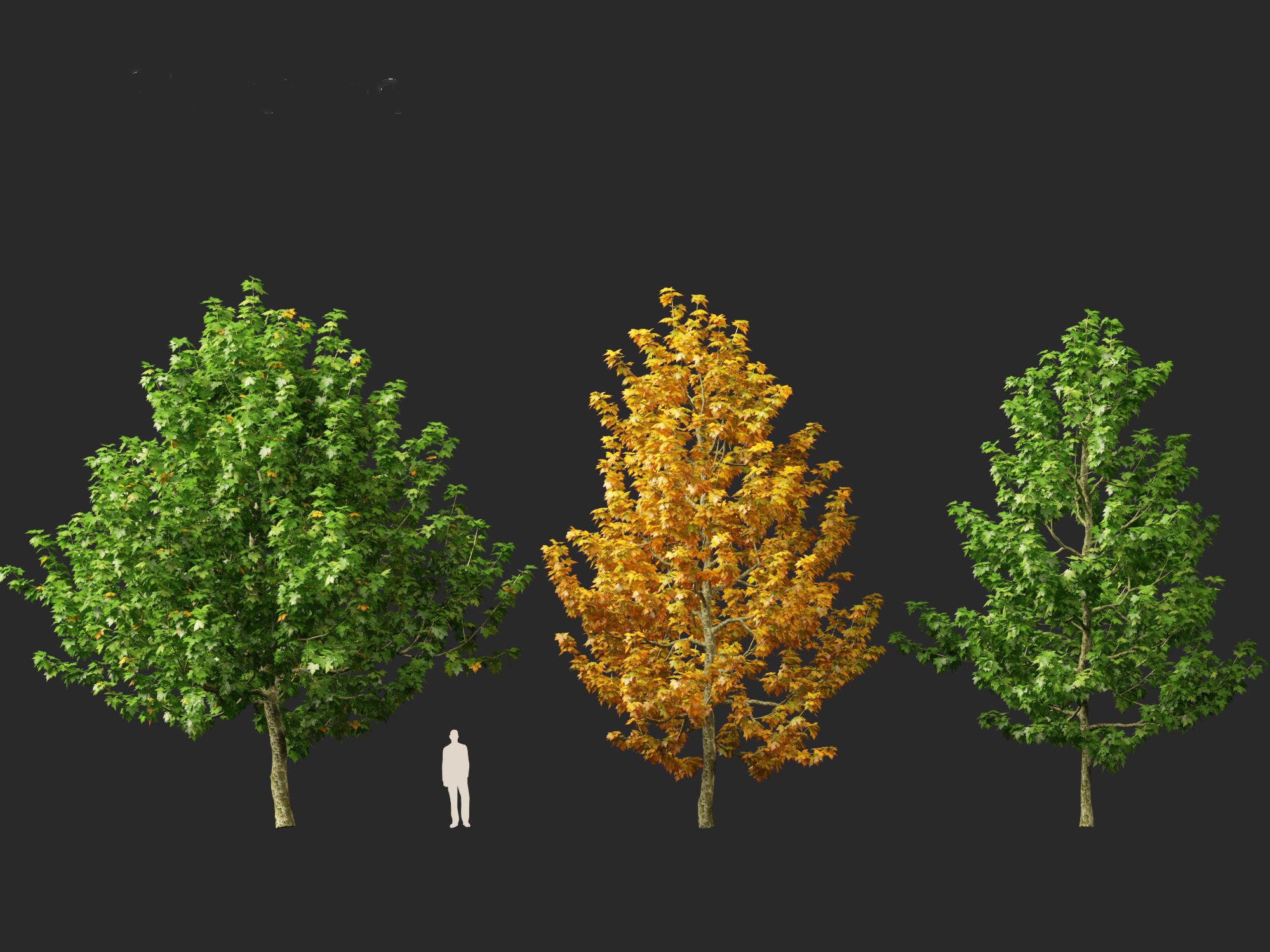 Platanus occidentalis - American sycamore  3D model_5
