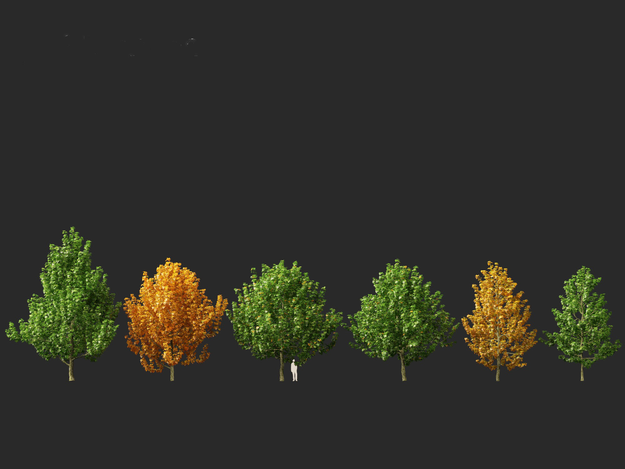 Platanus occidentalis - American sycamore  3D model_1