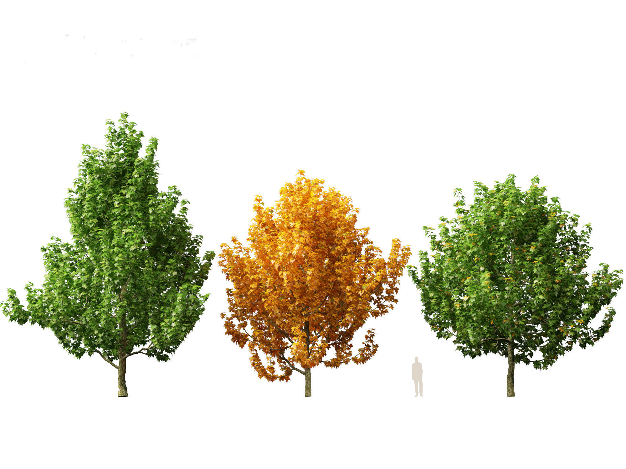 Platanus occidentalis - American sycamore  3D model_2