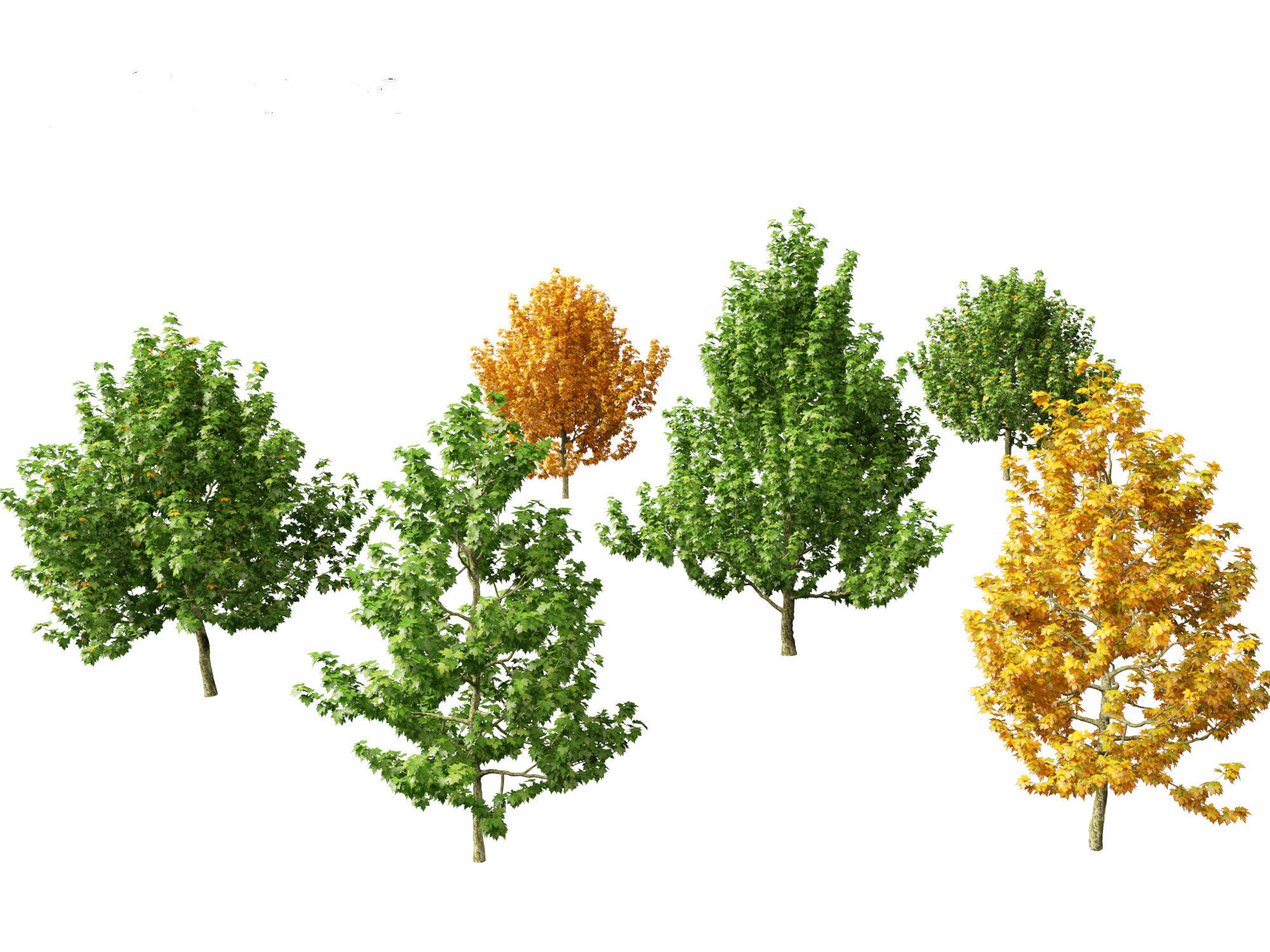 Platanus occidentalis - American sycamore  3D model_6