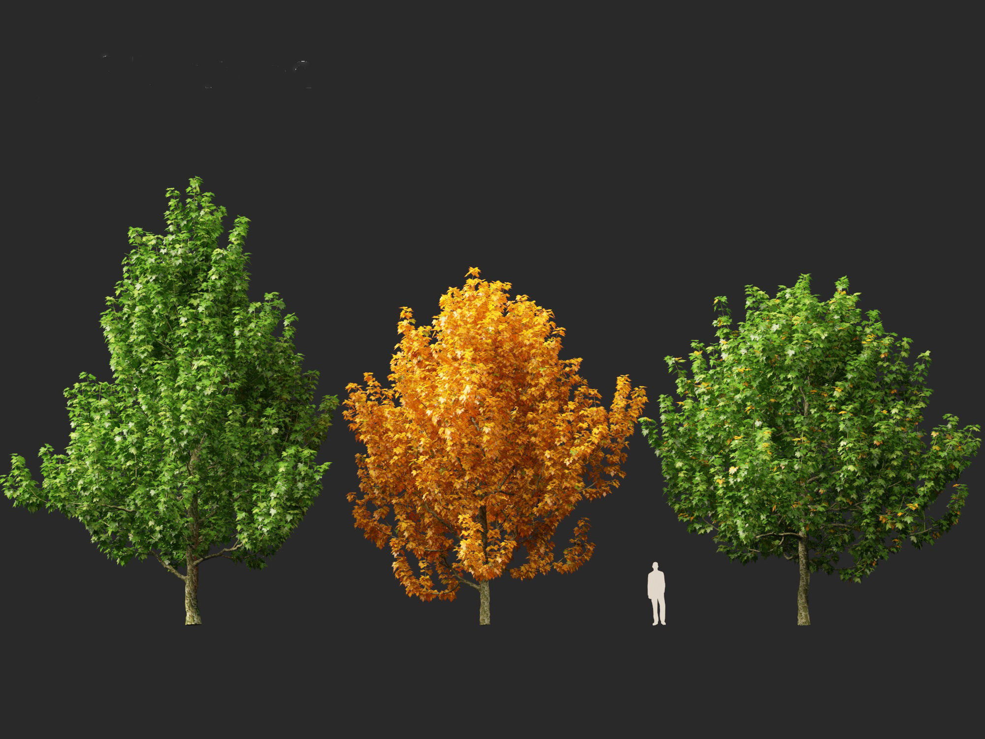 Platanus occidentalis - American sycamore  3D model_3
