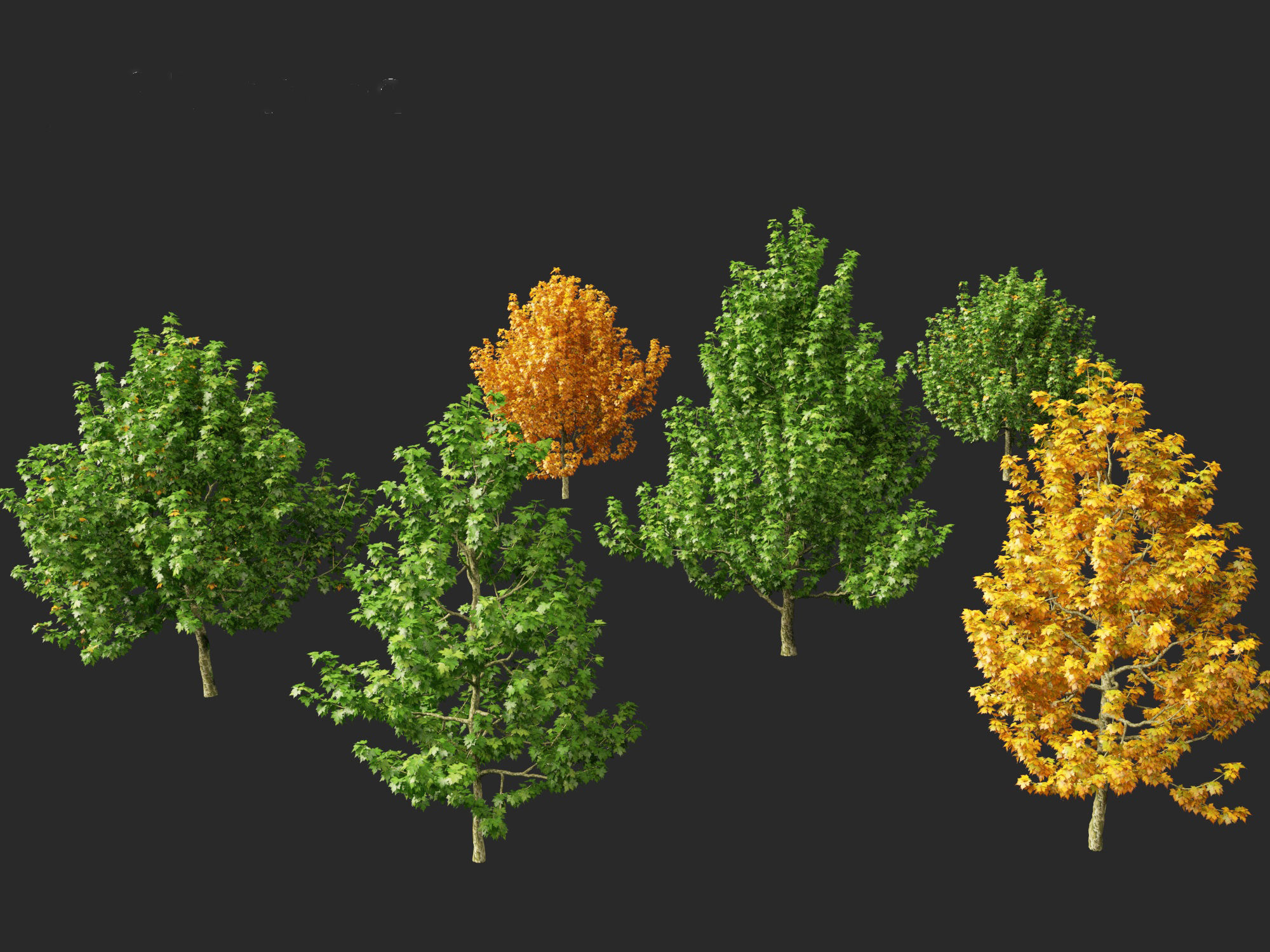 Platanus occidentalis - American sycamore  3D model_7