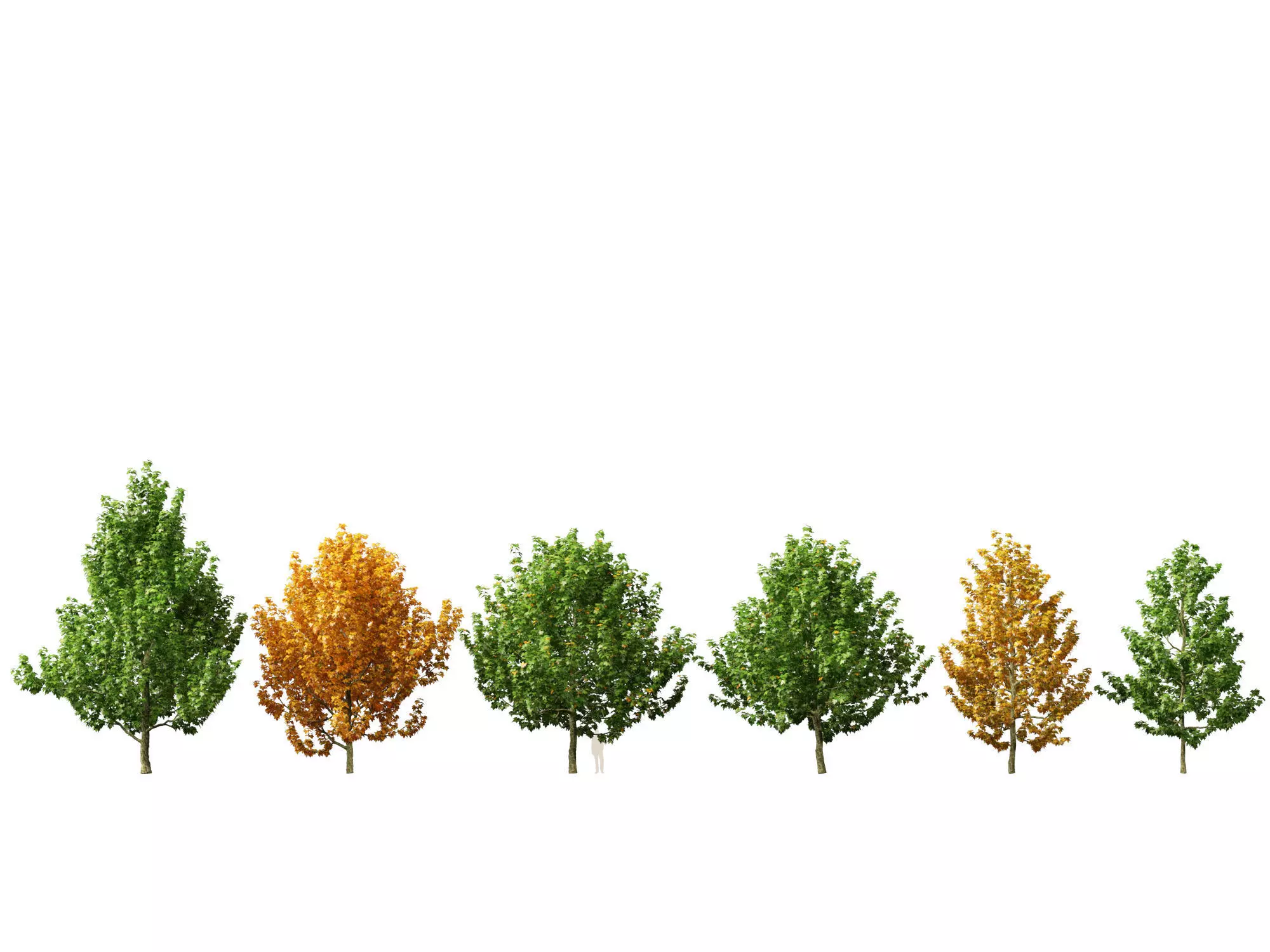 Platanus occidentalis - American sycamore  3D model_0