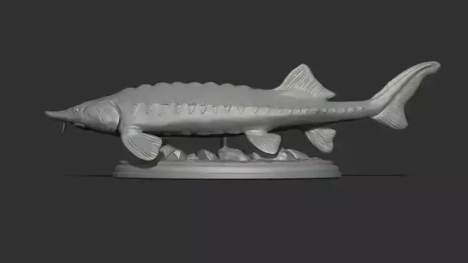 Sturgeon Beluga fish on the base 3D print model