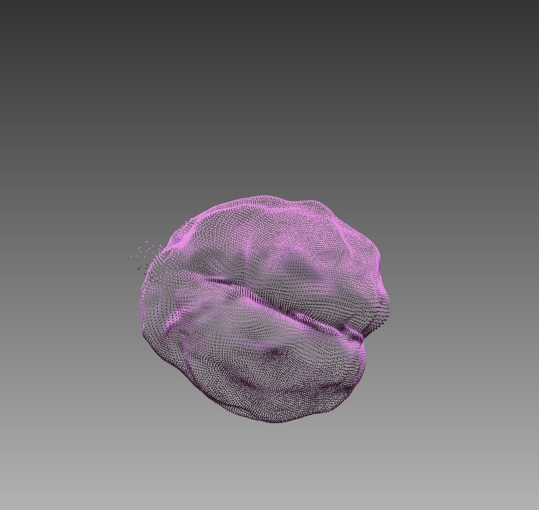 Brain model Low-poly 3D model_8