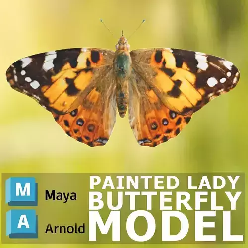 Painted Lady - Butterfly Model
