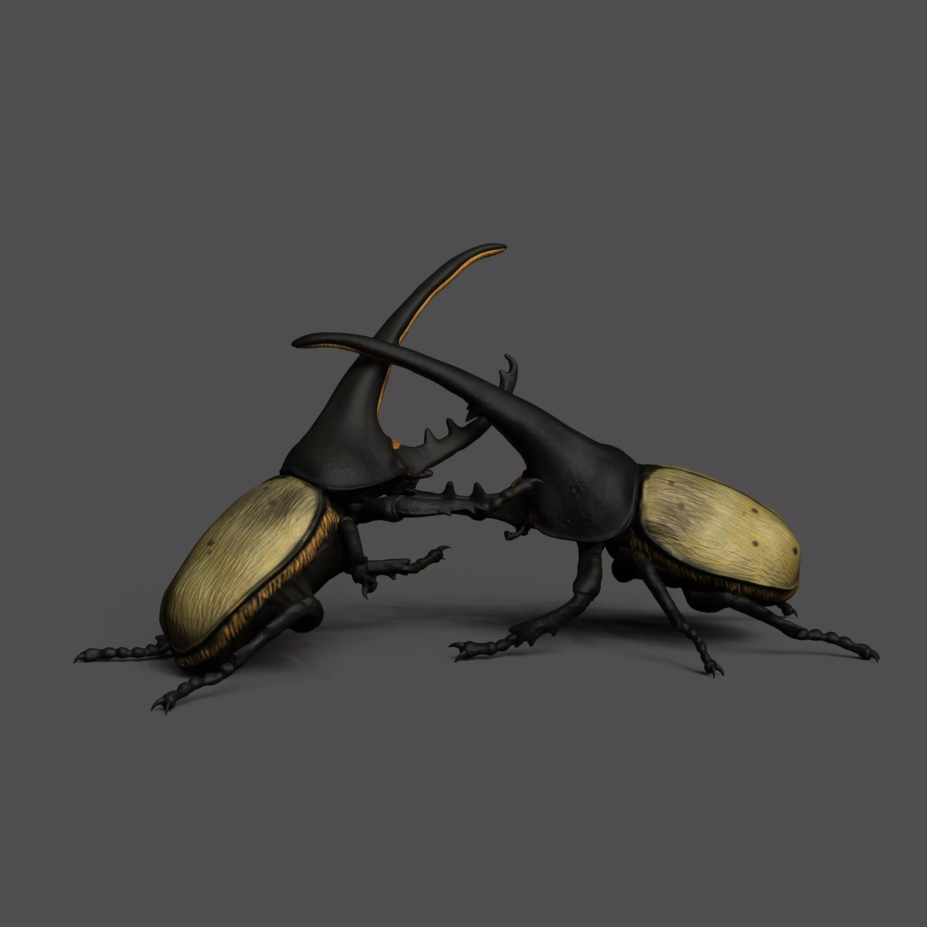 Hercules beetle fighting 1-1 scale pre-supported insect-bug 3D print model_0