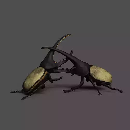 Hercules beetle fighting 1-1 scale pre-supported insect-bug 3D print model