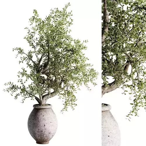 Indoor Bonsai Plants 42