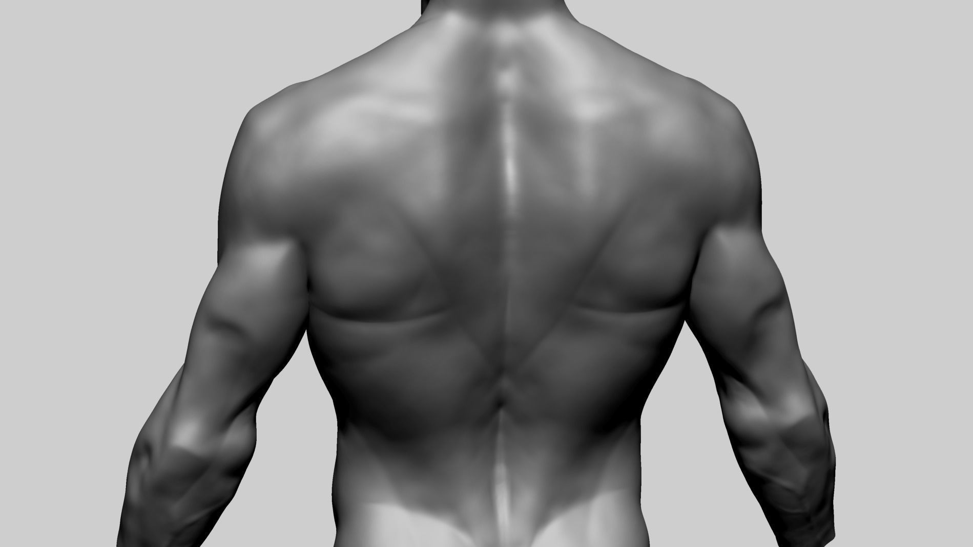 Male Torso C 3D model_8