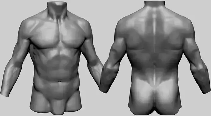 Male Torso C 3D model