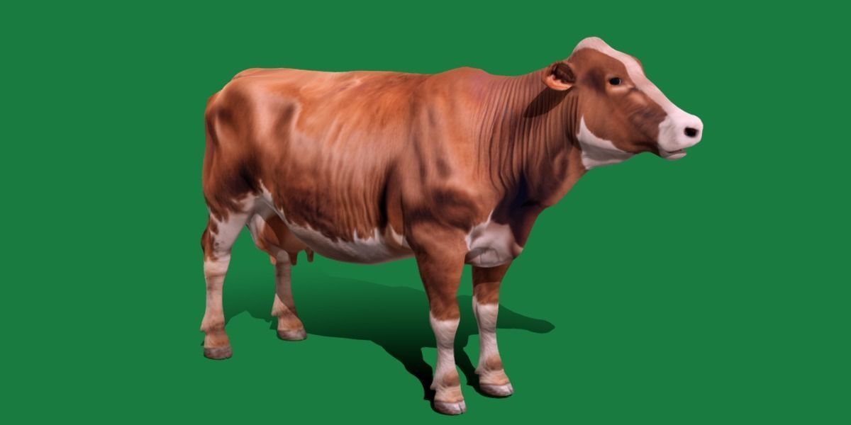 Red Angus Beef Cattle 3D model_23