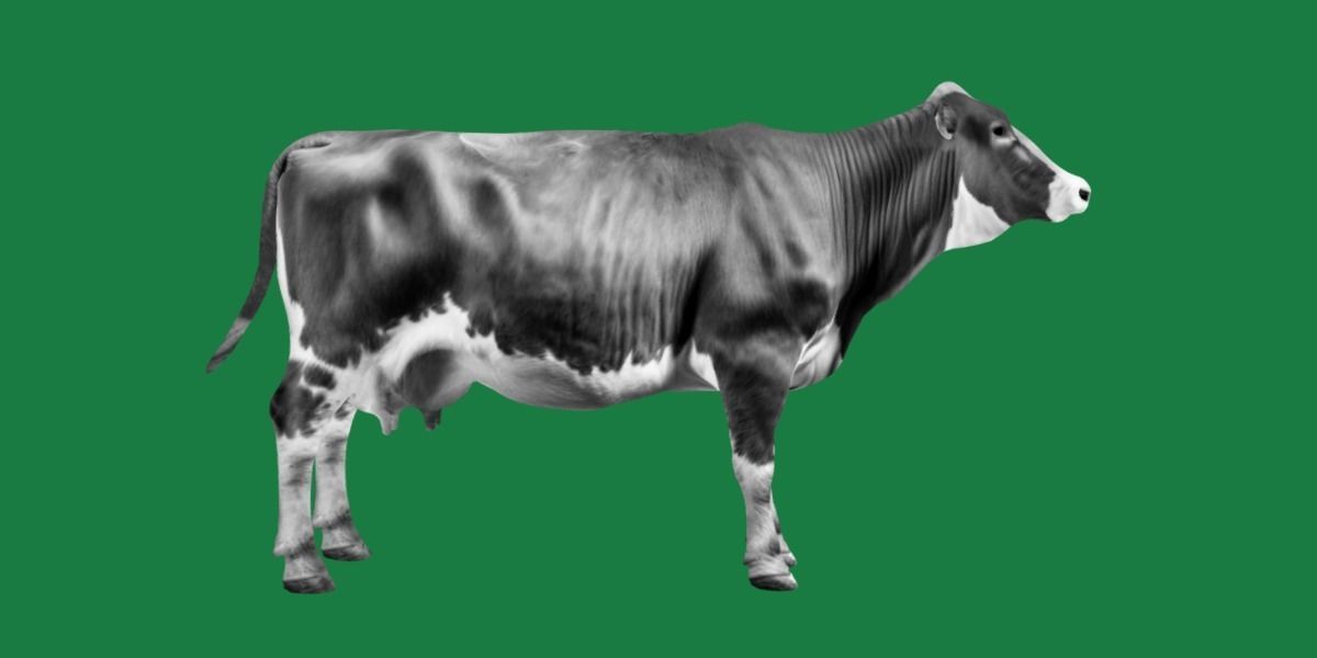 Red Angus Beef Cattle 3D model_4