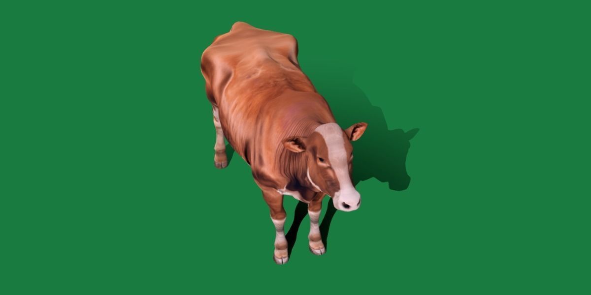 Red Angus Beef Cattle 3D model_14