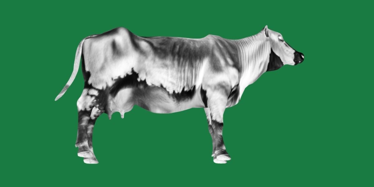 Red Angus Beef Cattle 3D model_22