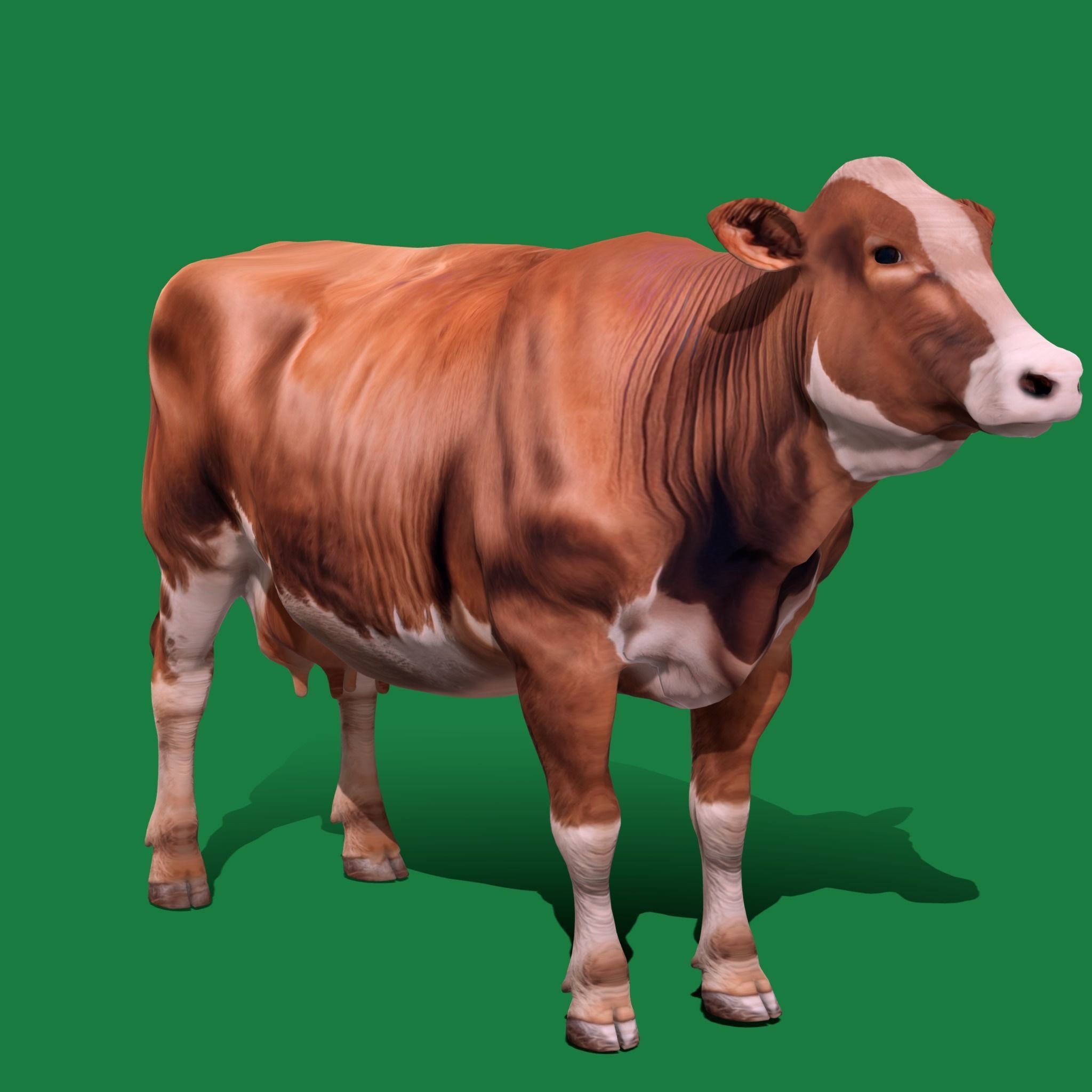 Red Angus Beef Cattle 3D model_13