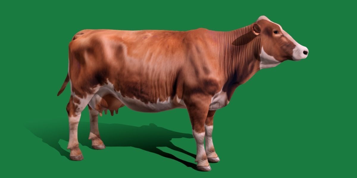 Red Angus Beef Cattle 3D model_3
