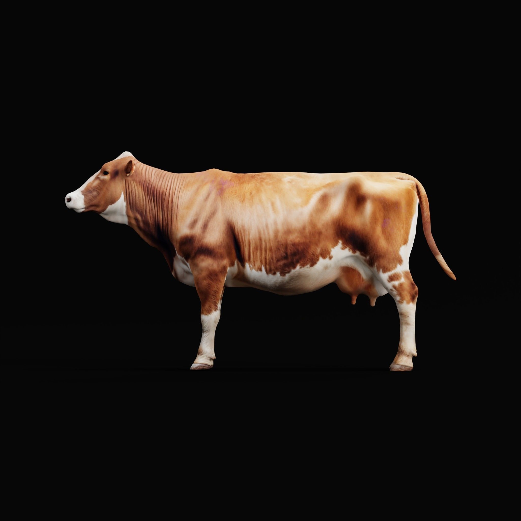 Red Angus Beef Cattle 3D model_26